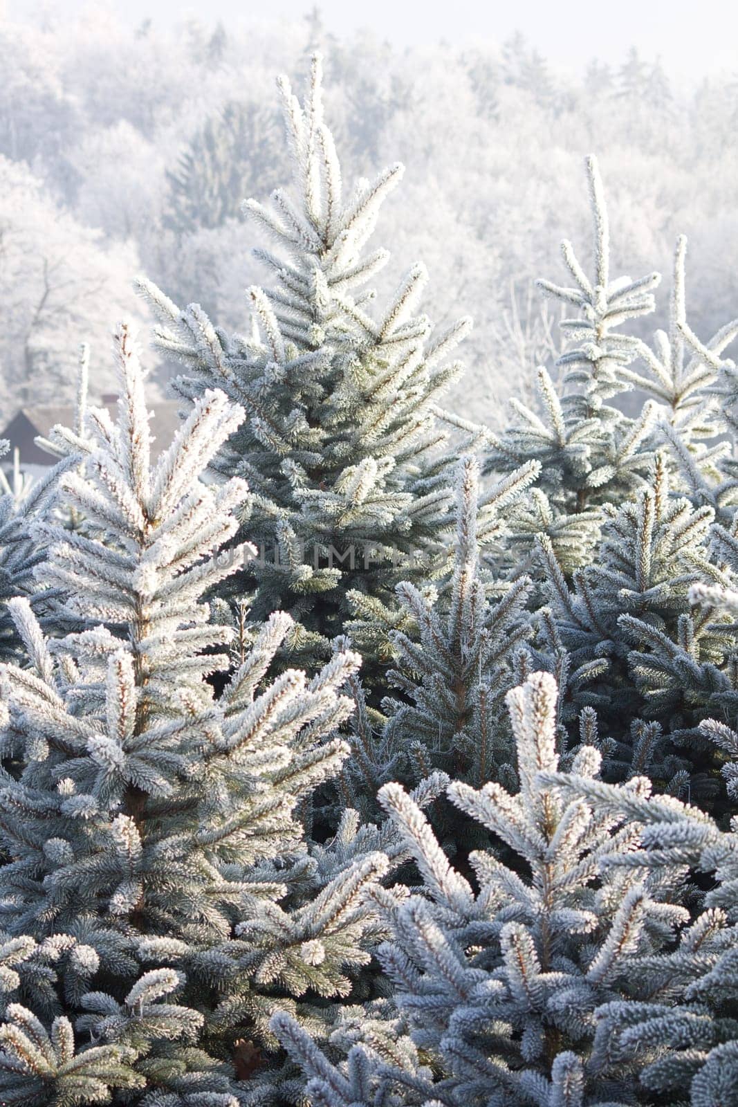 Christmas Tree Plantation