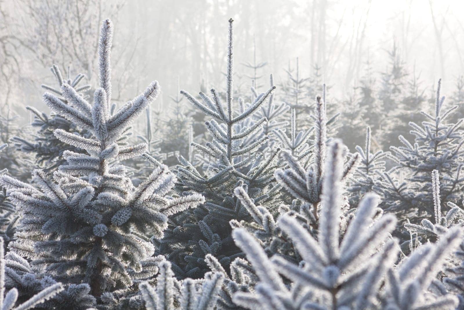 Christmas Tree Plantation