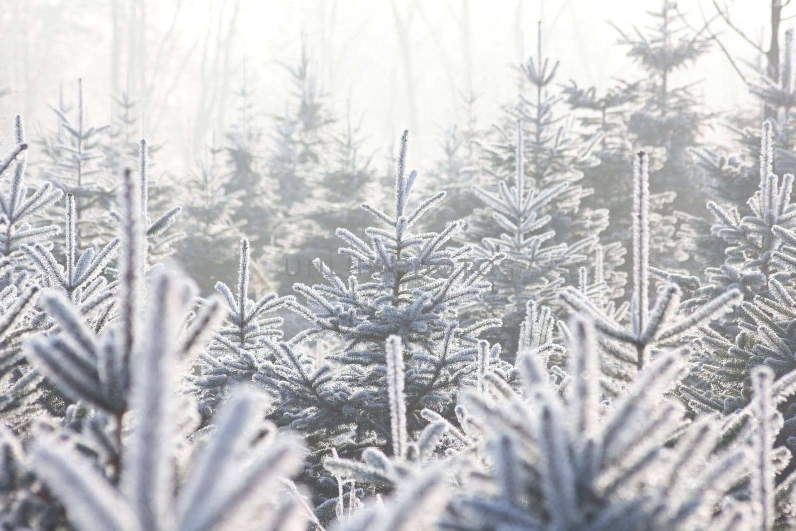 Christmas Tree Plantation