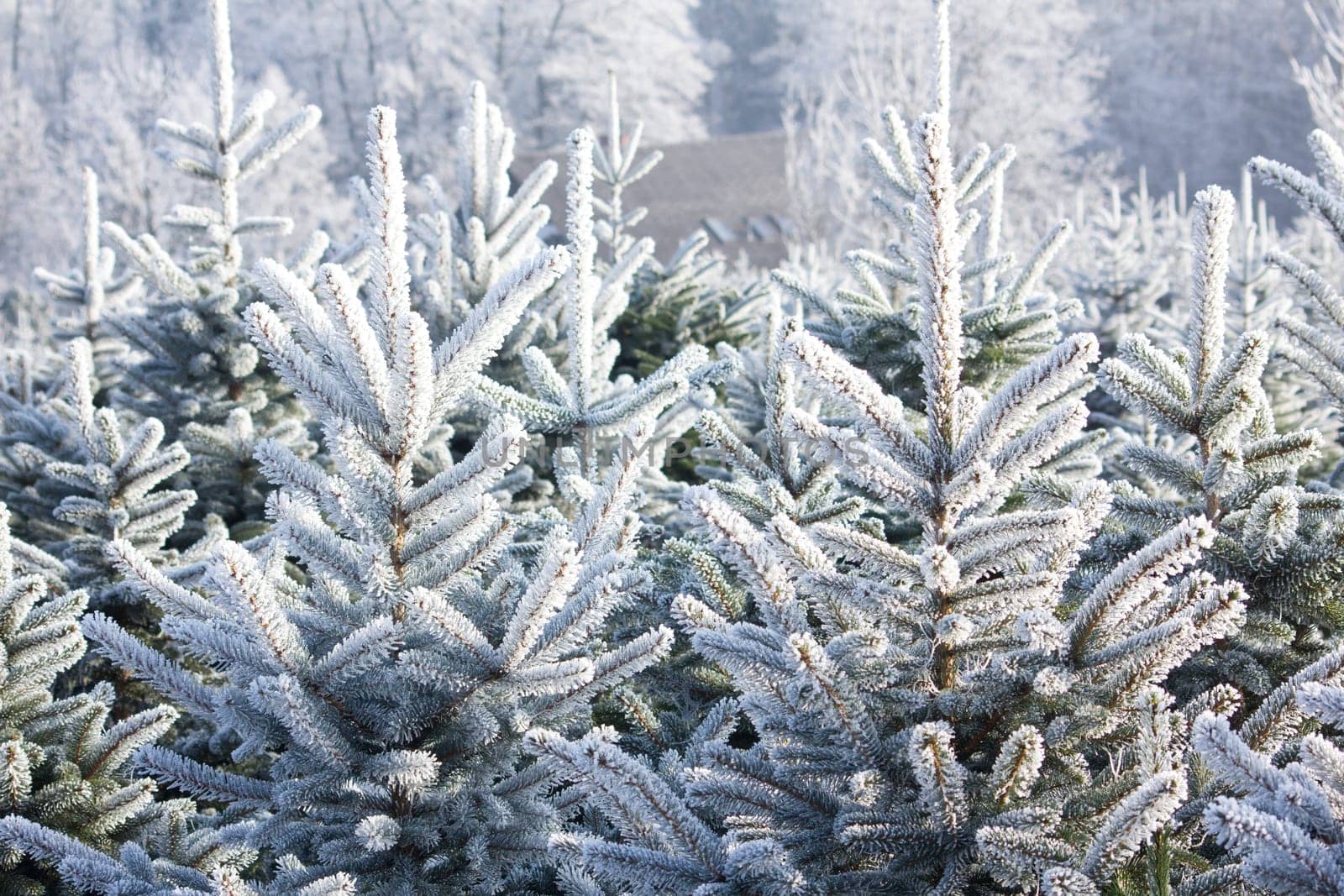 Christmas Tree Plantation