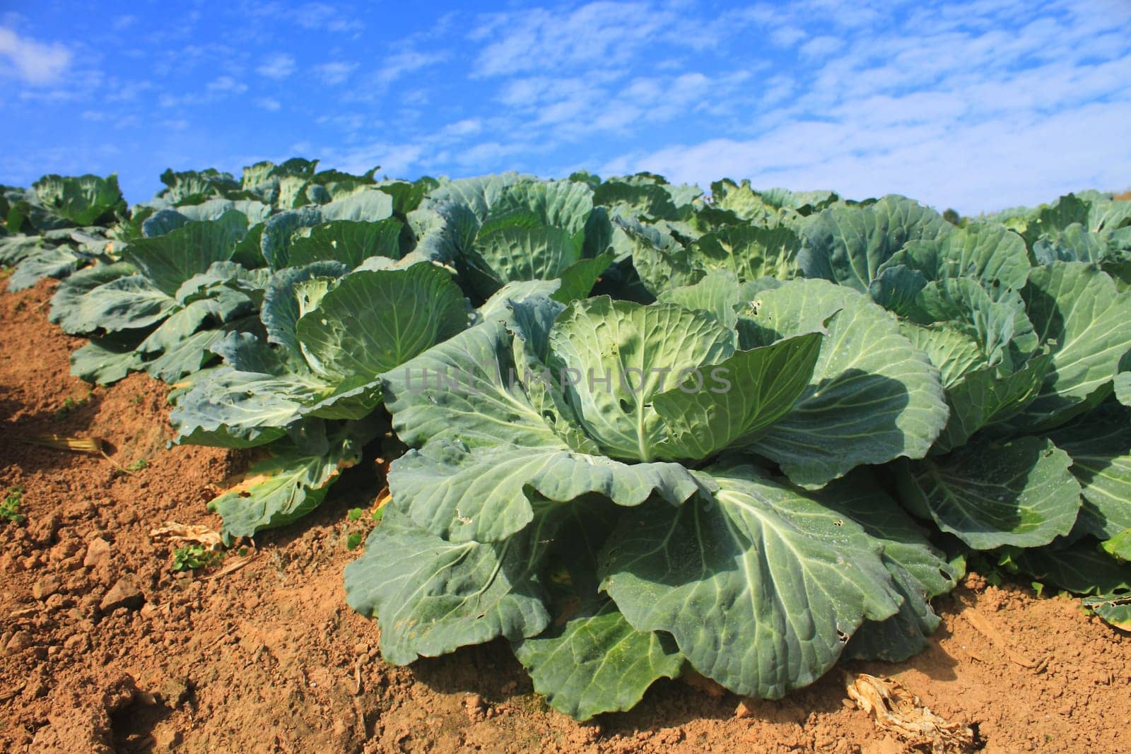 Cabbage agriculture fields in Northern Thailand