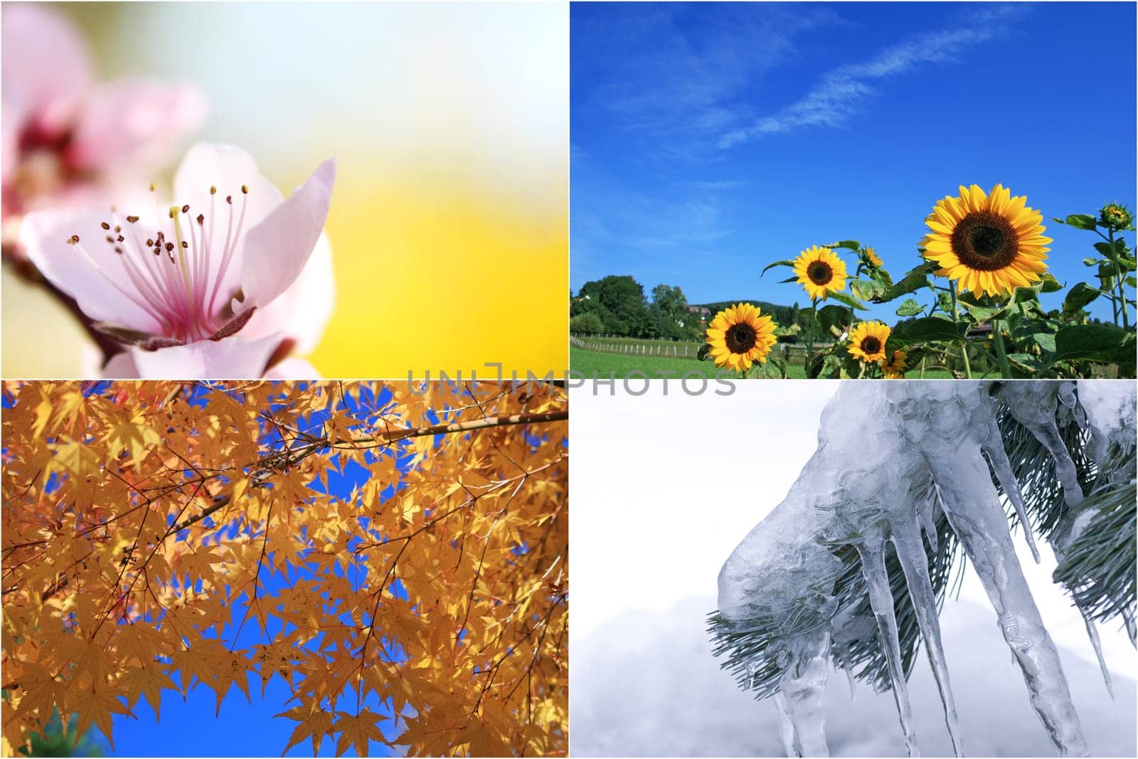 four seasons
