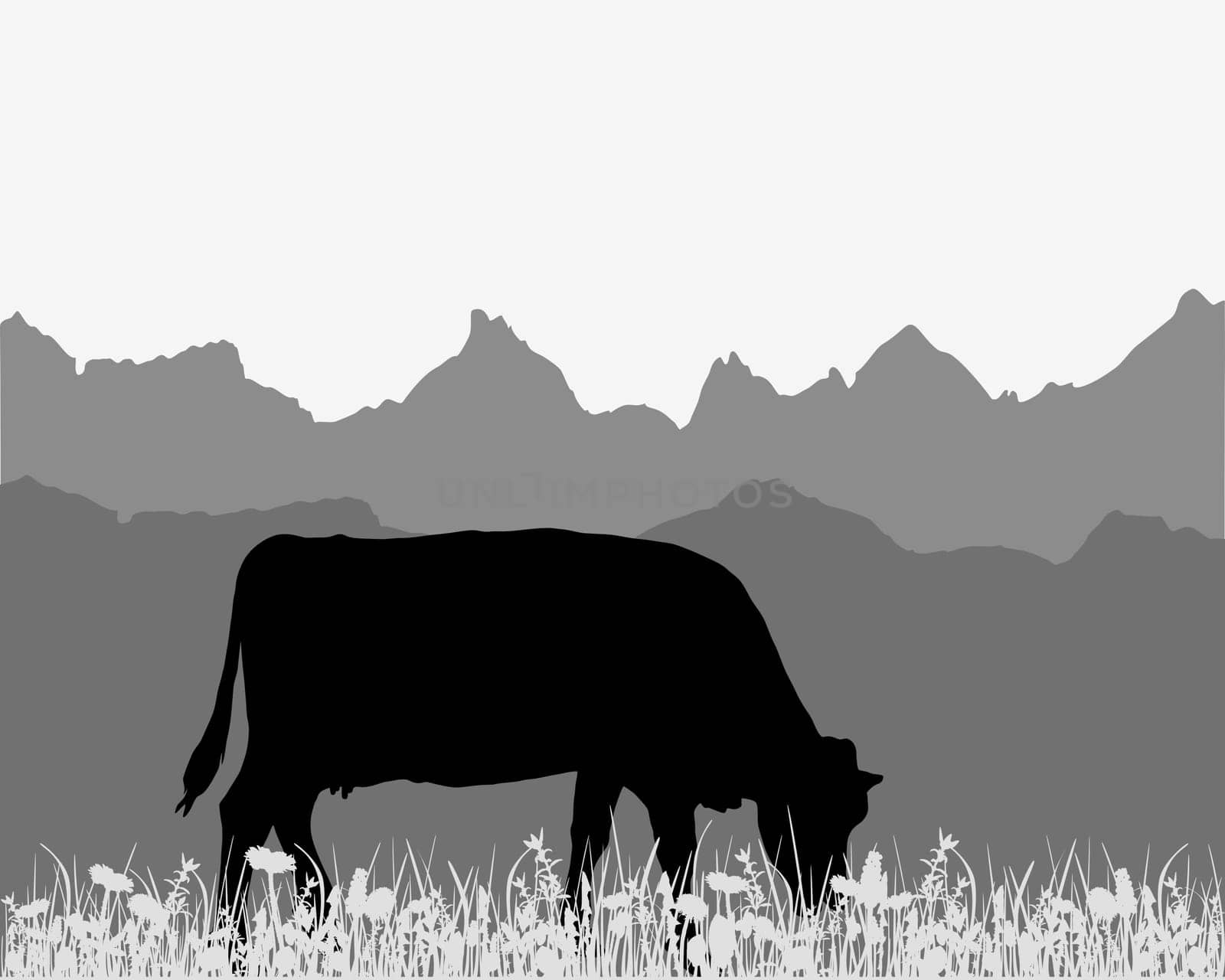 Cow on alpine pasture