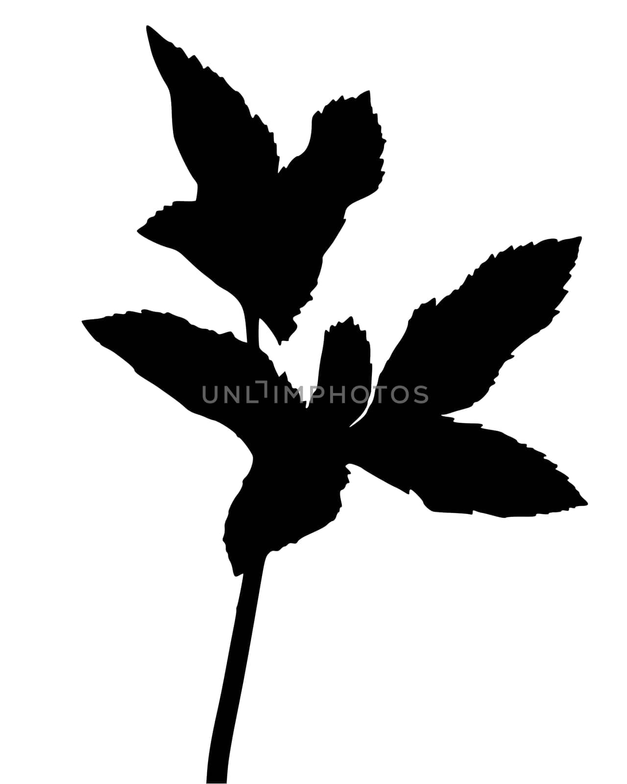 Goutweed