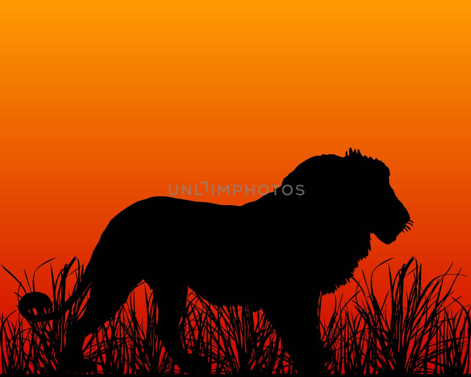 Loewe in the savannah at sunset
