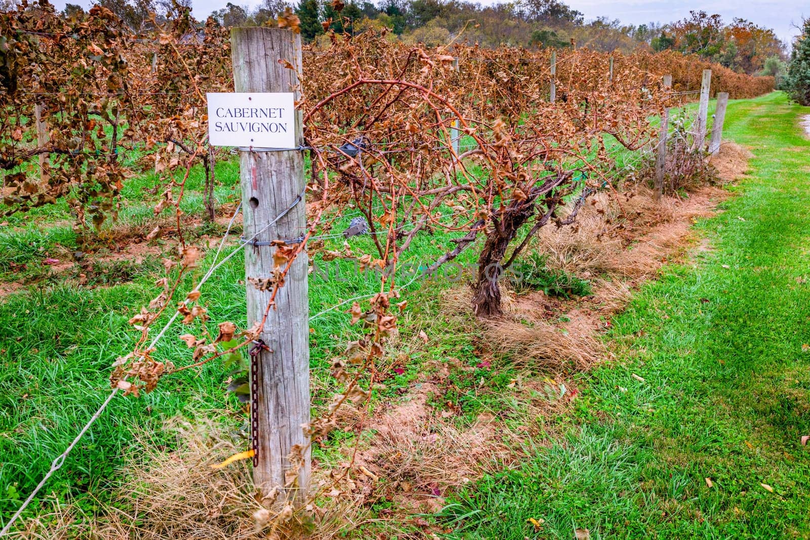 Rows of dry grape vines in a vineyard in Central Kentucky