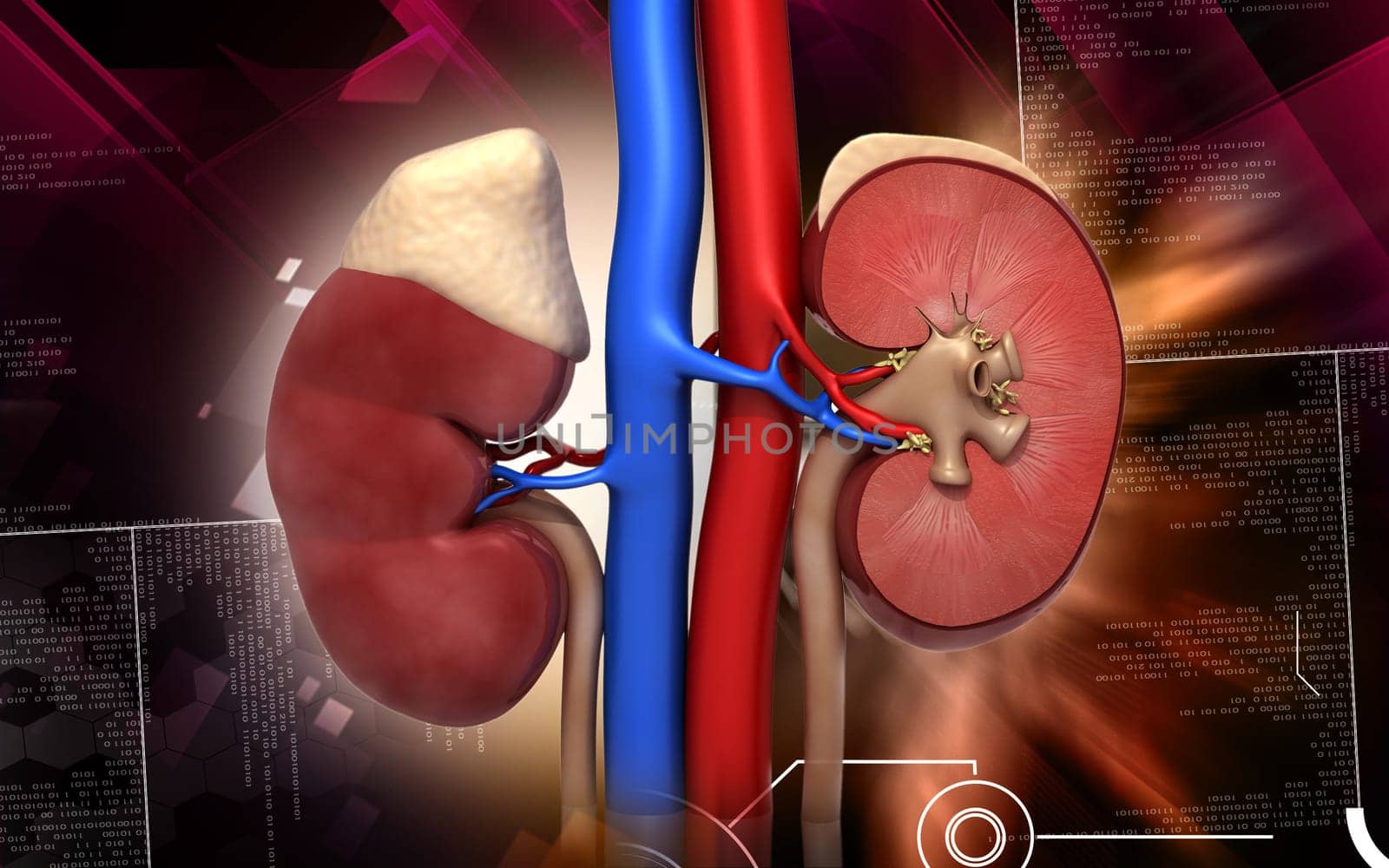 Digital illustration of kidney in colour background