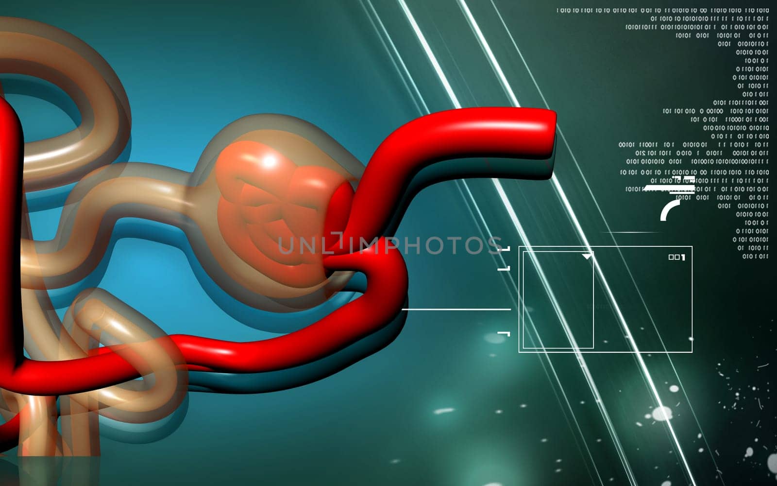 Digital illustration of nephron in colour background