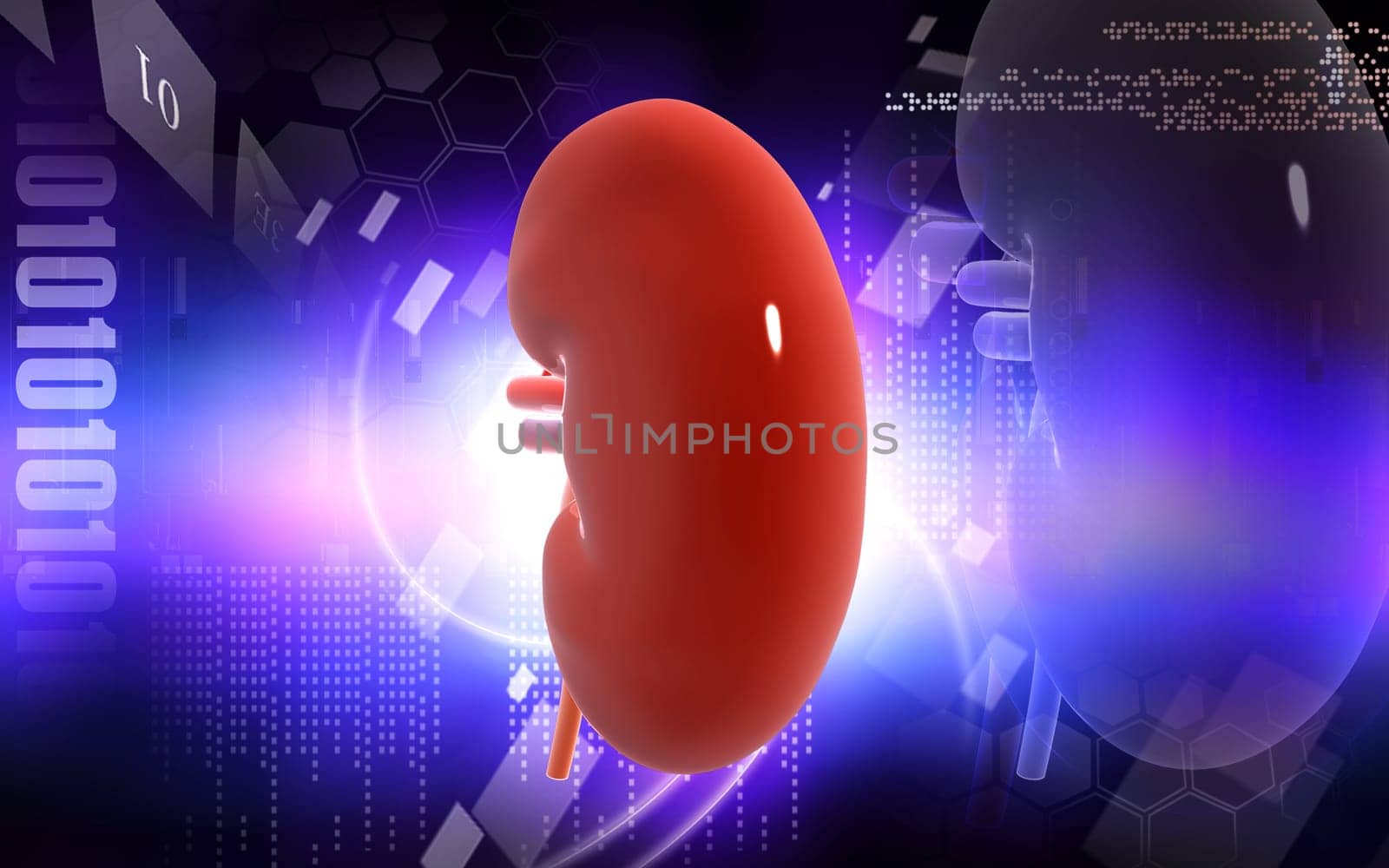 Digital illustration of kidney in colour background