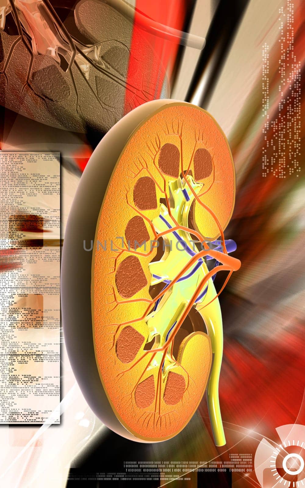Digital illustration of kidney in colour background