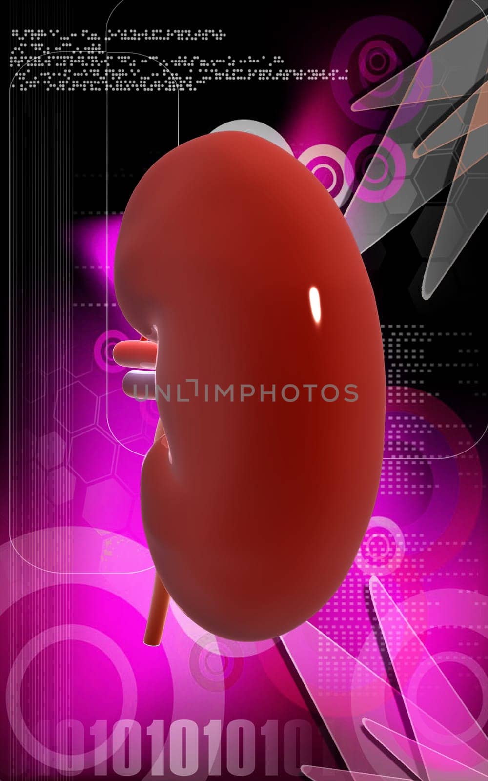 Digital illustration of kidney in colour background