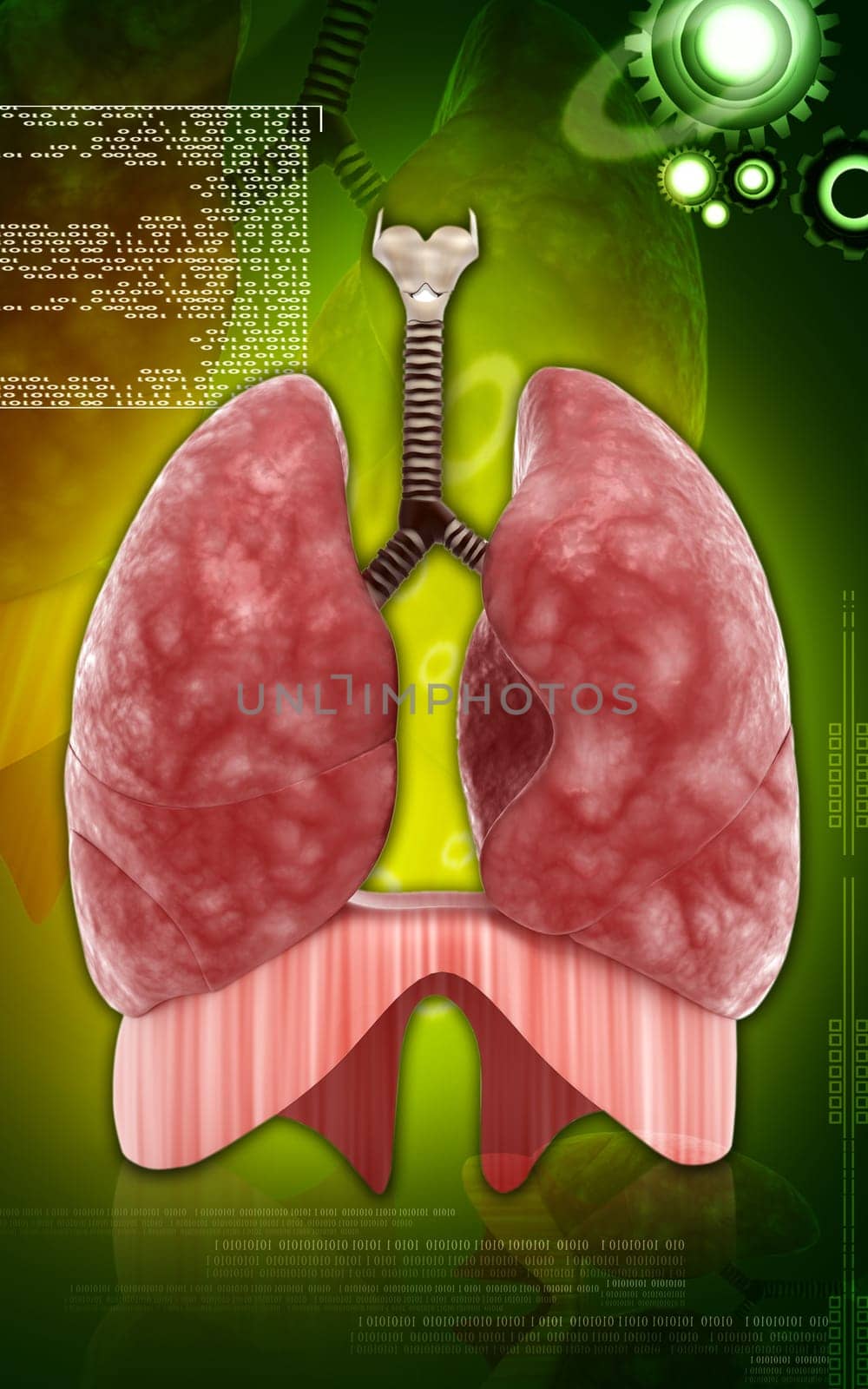 Digital illustration of human lungs in colour background