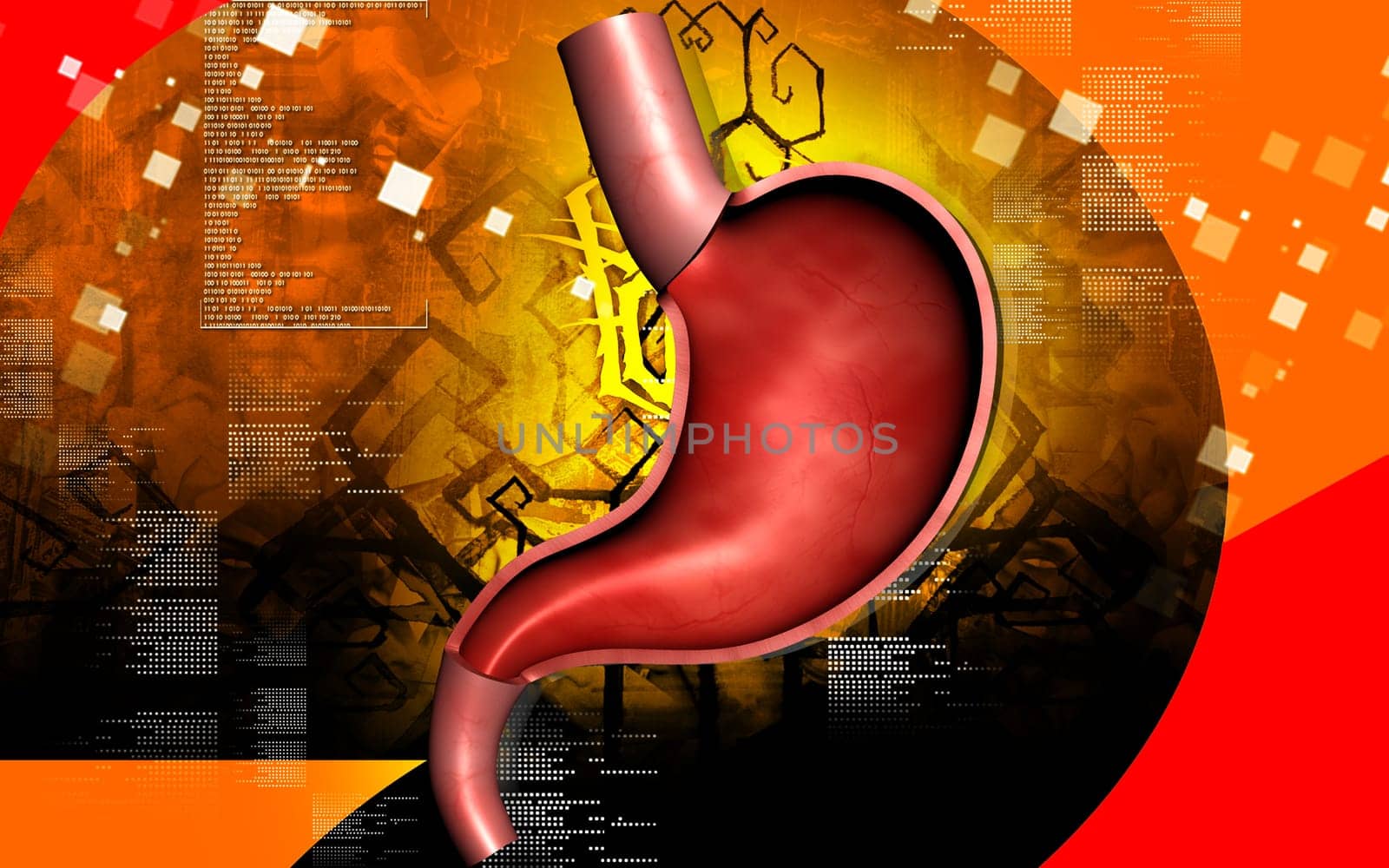 Digital illustration of stomach in colour background