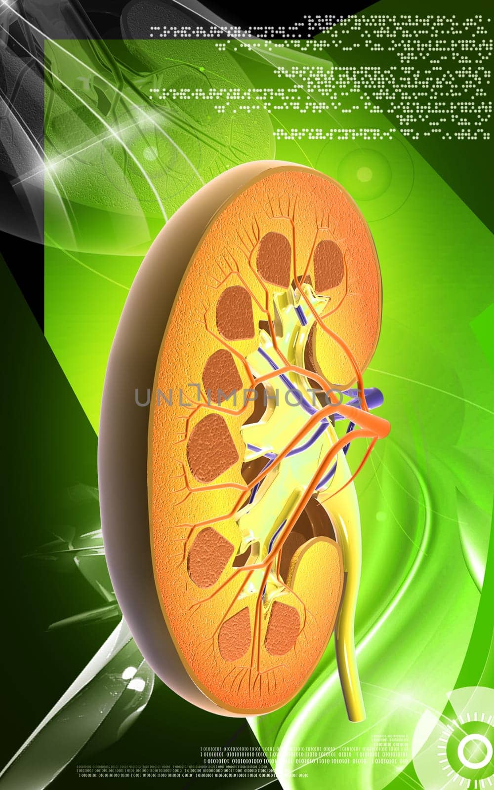 Digital illustration of kidney in colour background
