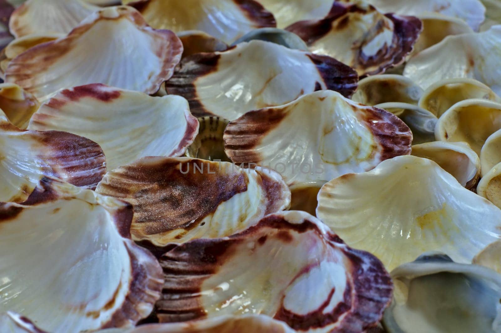 A view of the inside of a lot of shells