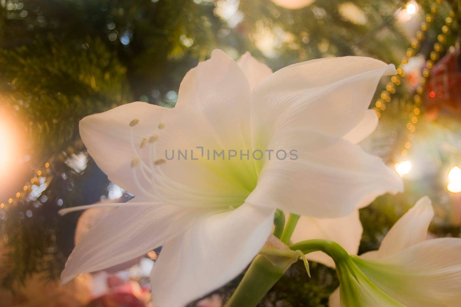 Christmas Lily
