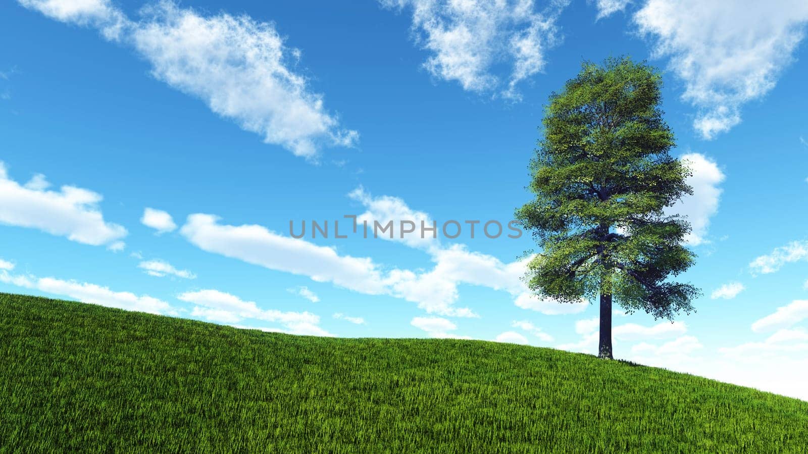 Lone tree in summer