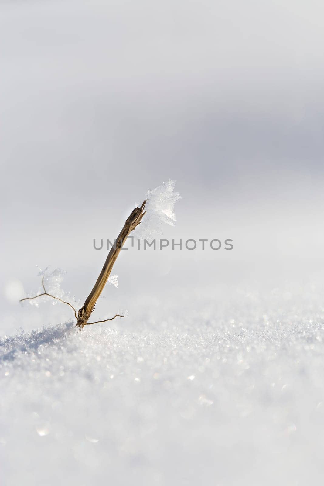 Winter Snow Bokeh 2