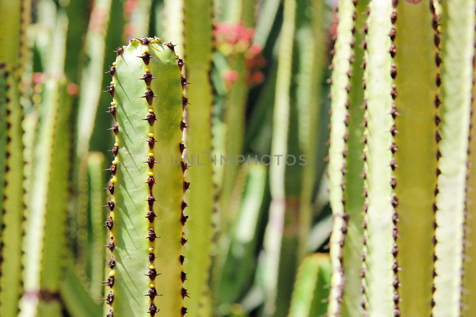 Cactus Background