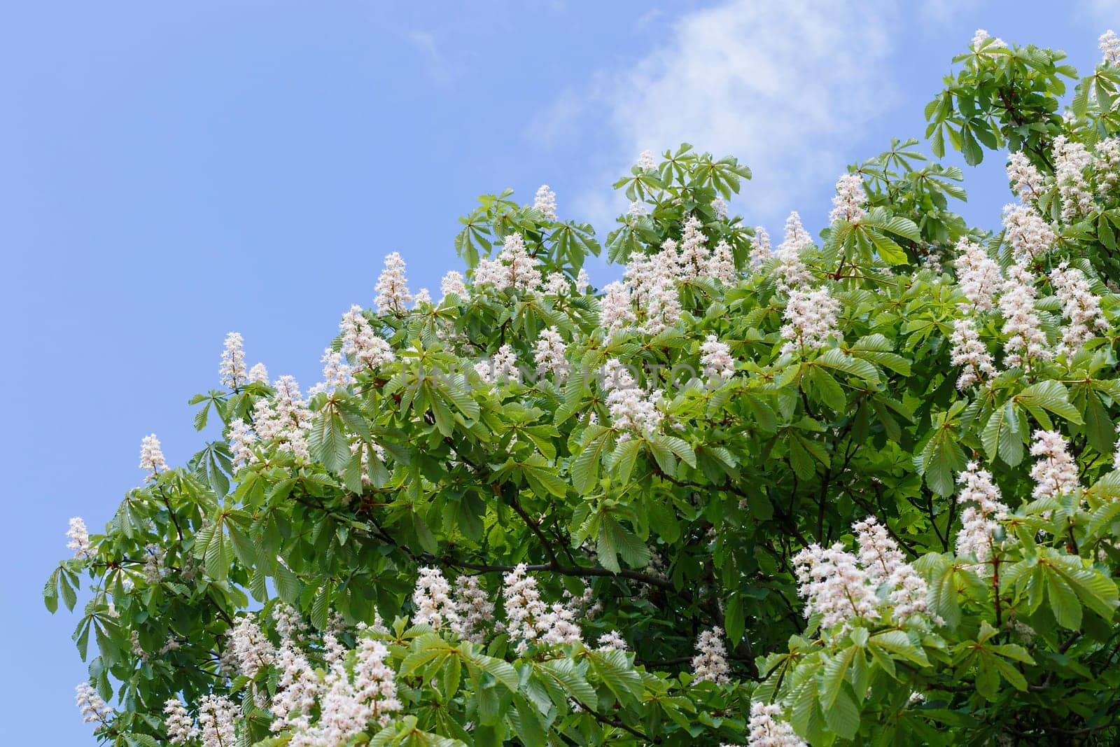 When the chestnut tree blooms