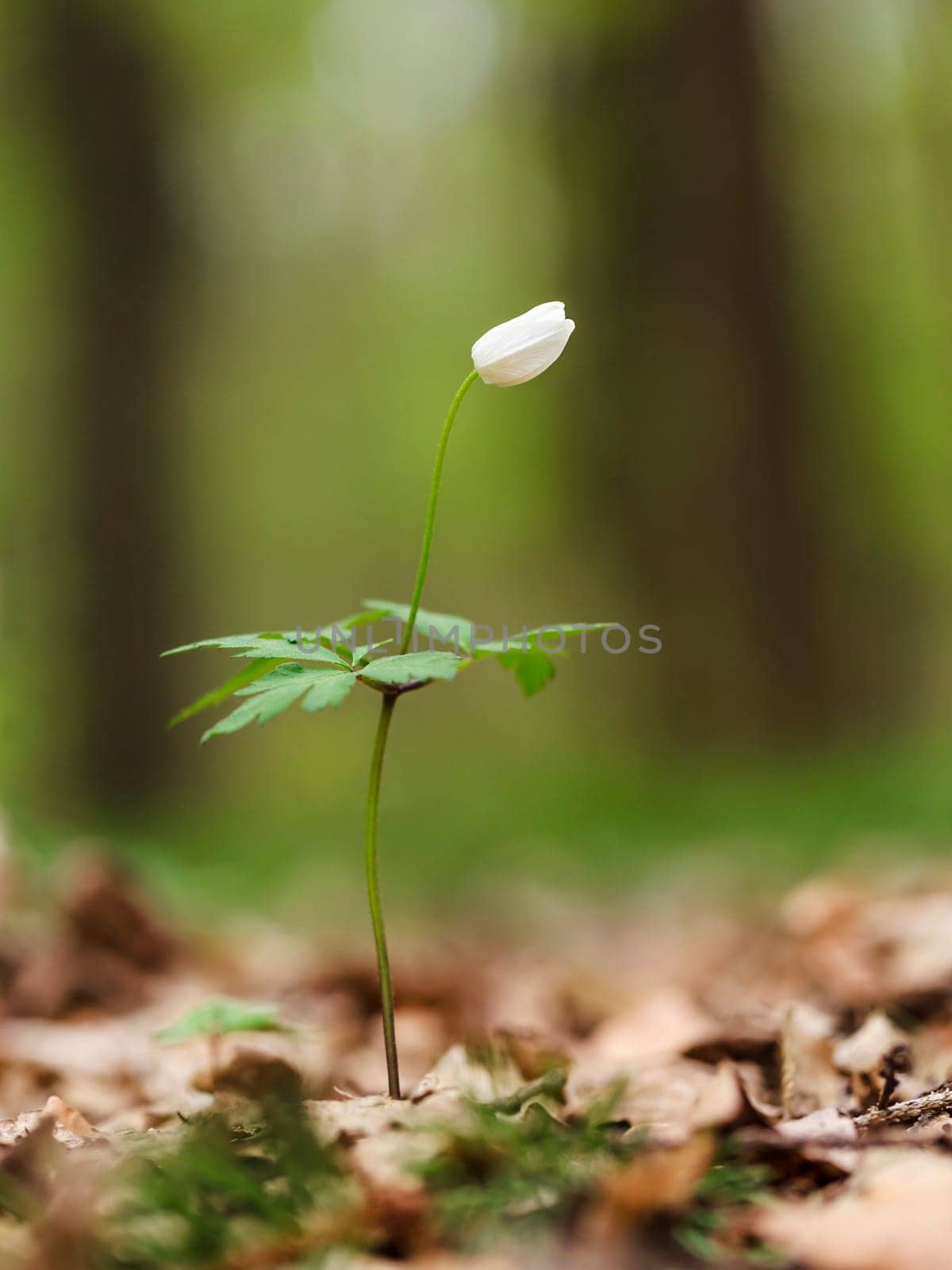 The flower in the forest