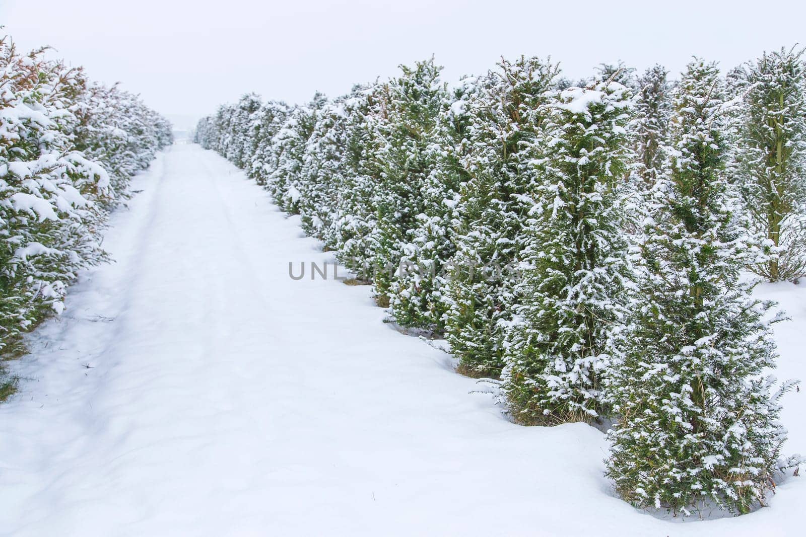 Young fir trees in the snow