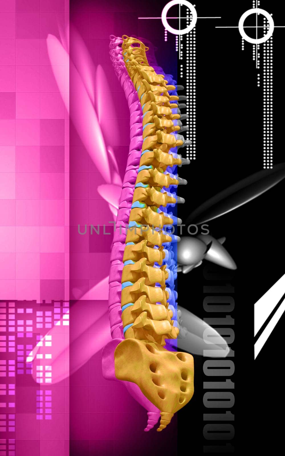 Digital illustration of back bone in colour background