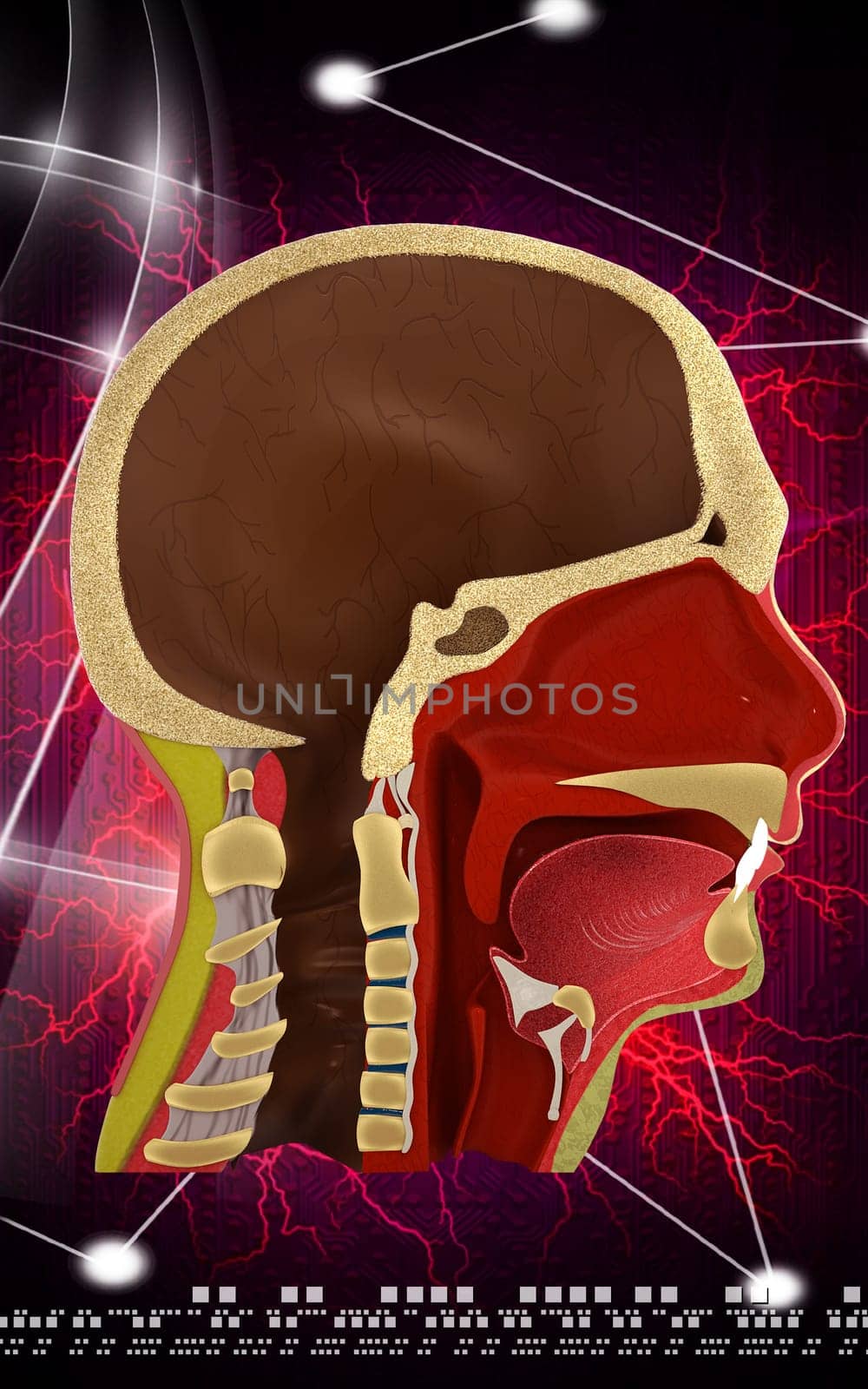 Digital illustration of brain in colour background