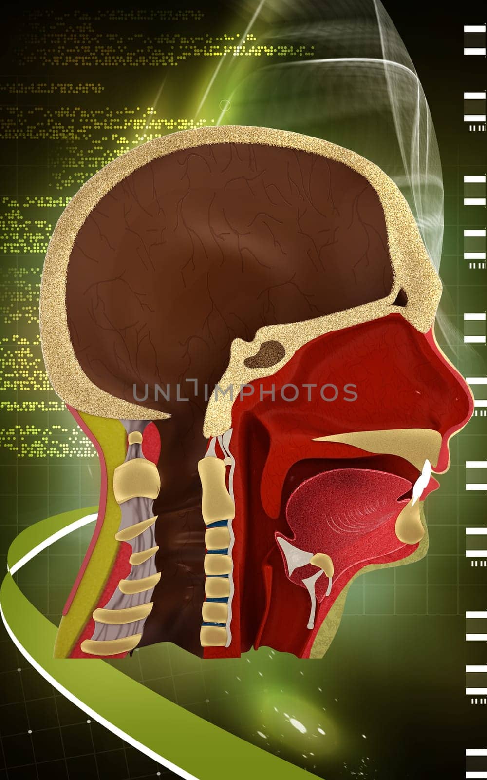 Digital illustration of brain in colour background