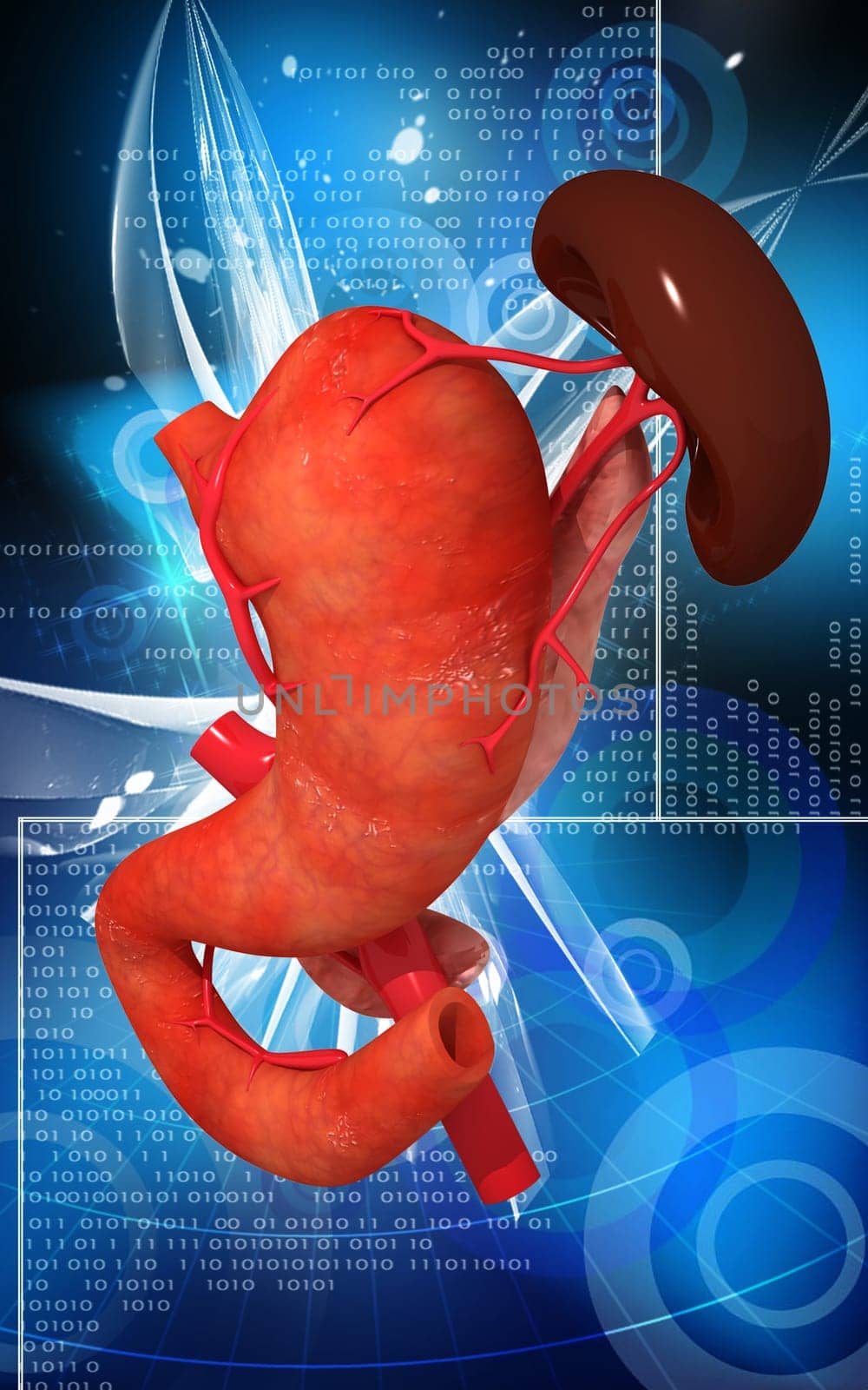 Digital illustration of pancreas and spleen in colour background