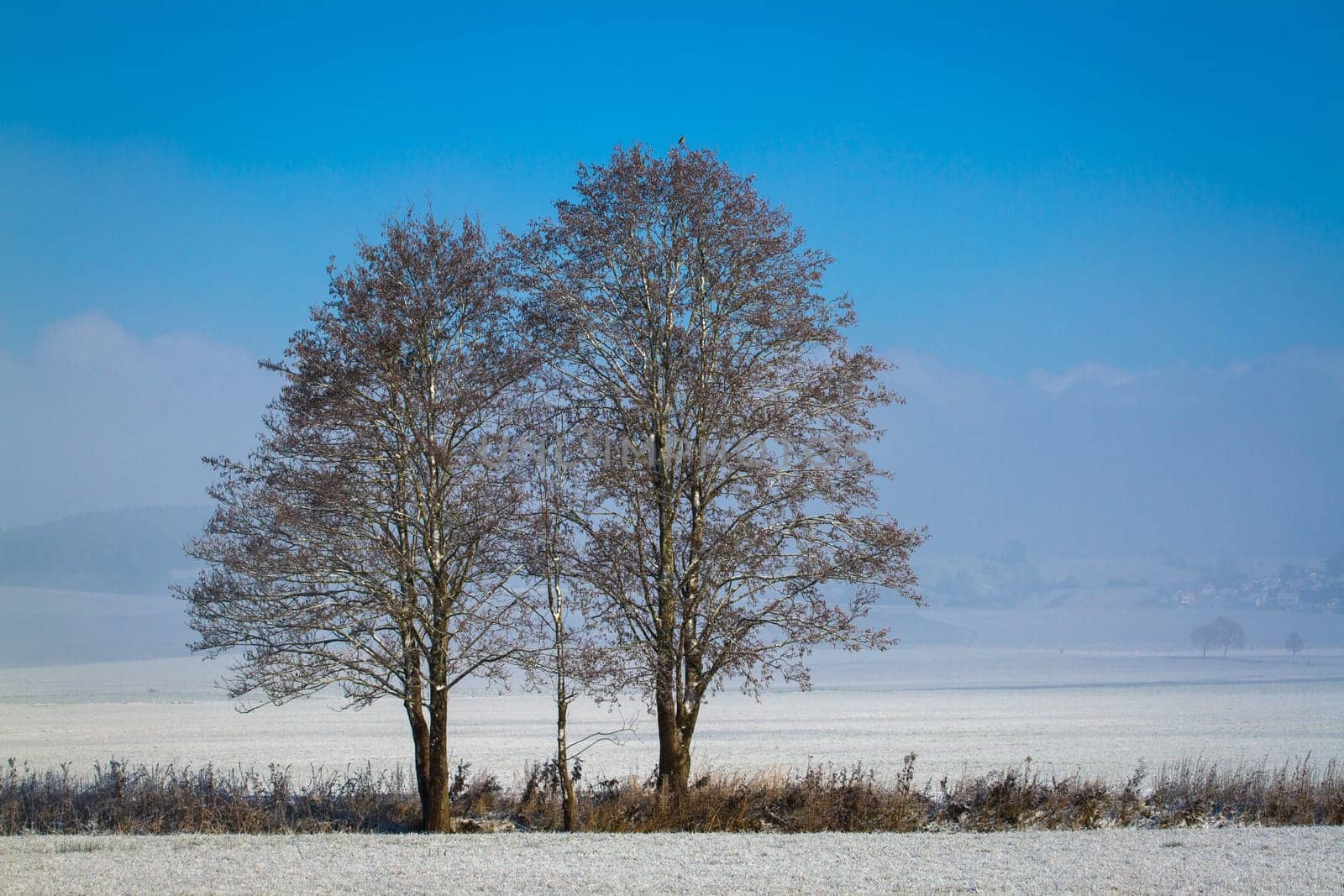 Two Large Trees stand protectively around a Small Tree,in a winter landscape with a blue sky.