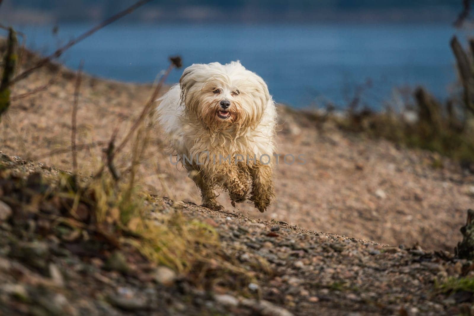 A dog happily runs towards the photographer on an embankment,with the blue lake in the background.