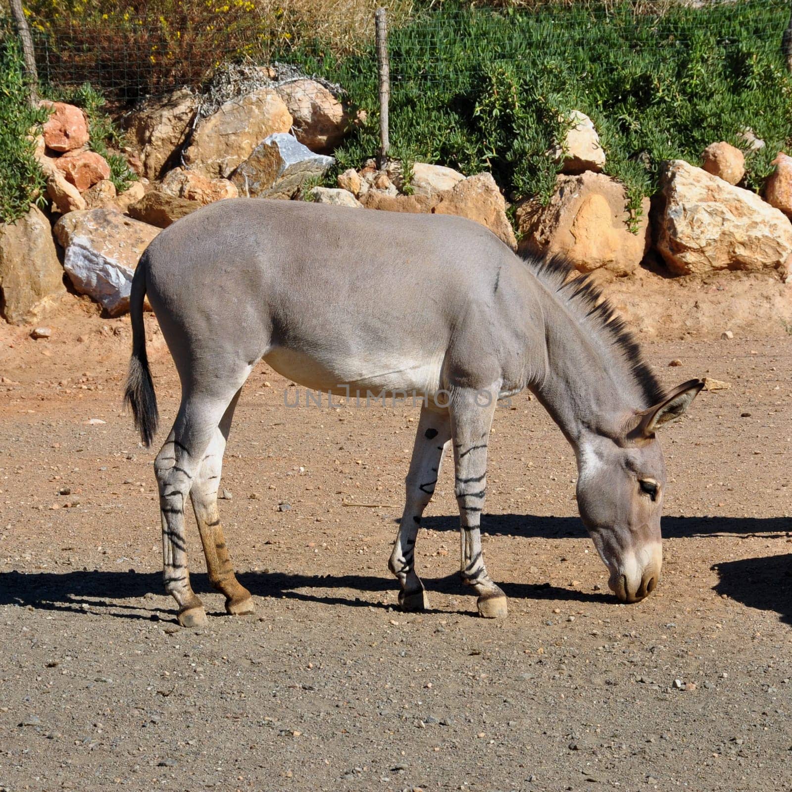 African somali wild ass with zebra stripes on the legs. Endangered animal, high risk of extinction in the wild.