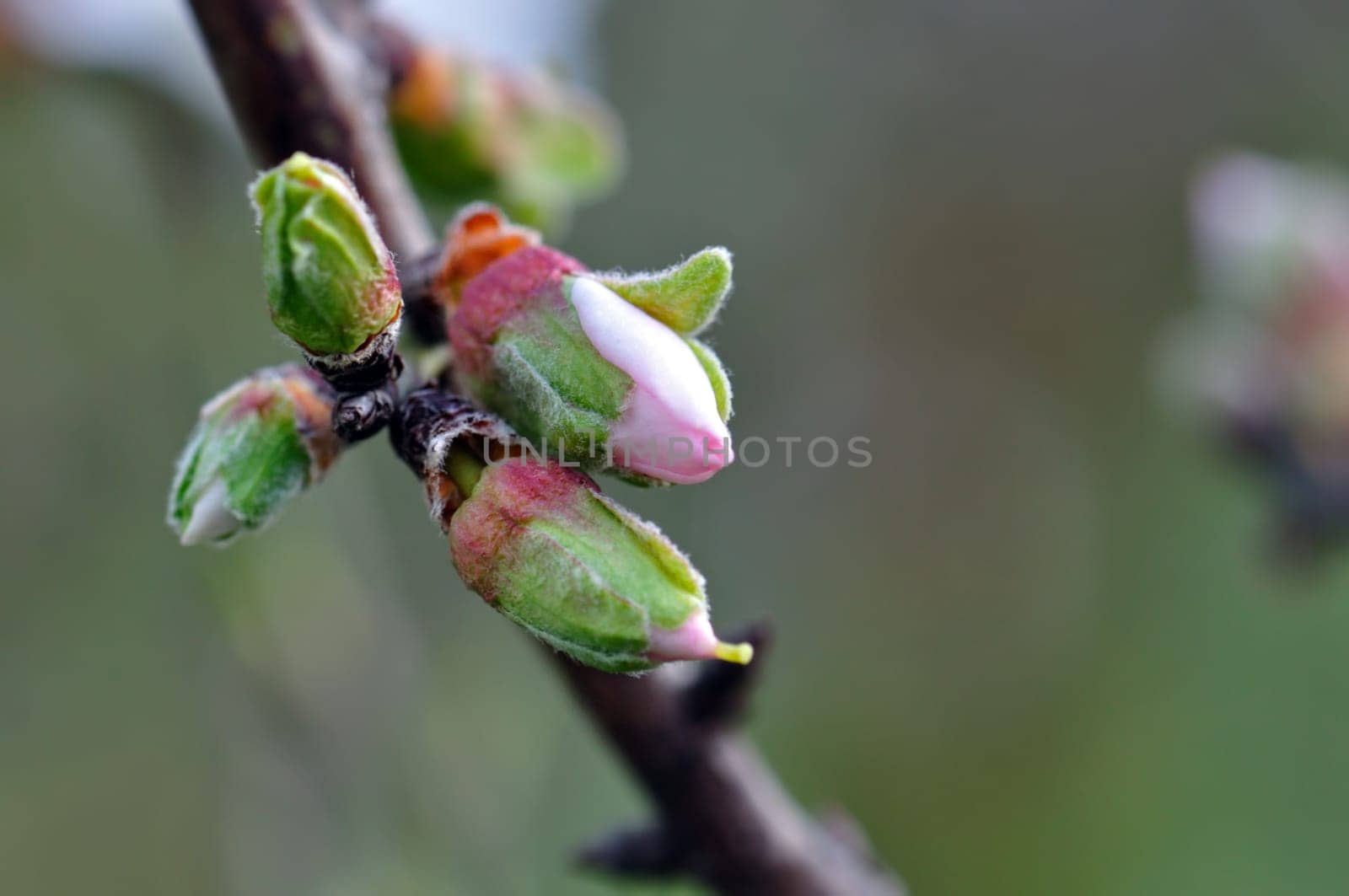 Almond tree with flower buds in February. End of winter beginning of spring.