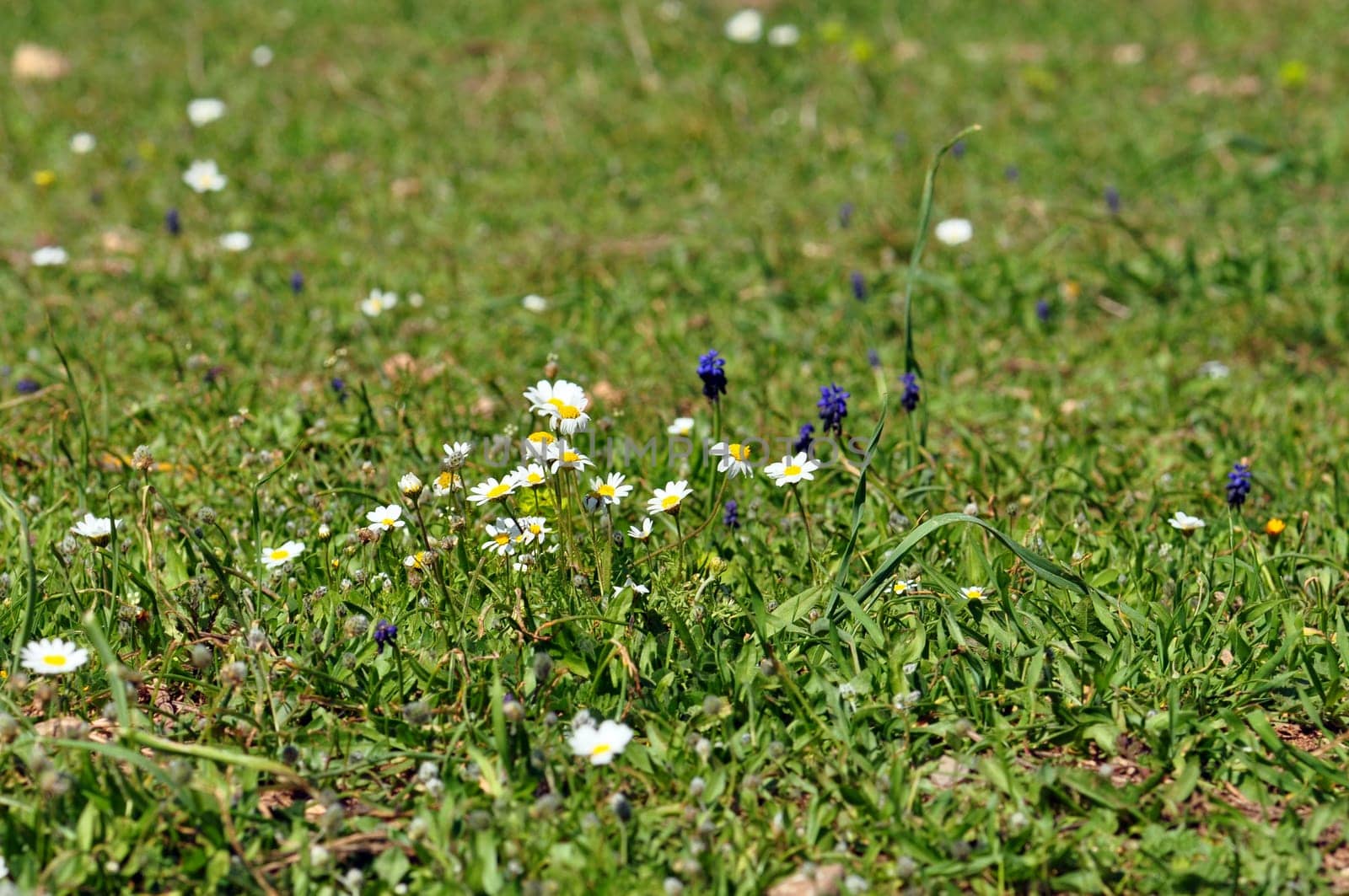 Wild flowers and blooming daisies among green grass. Spring background.