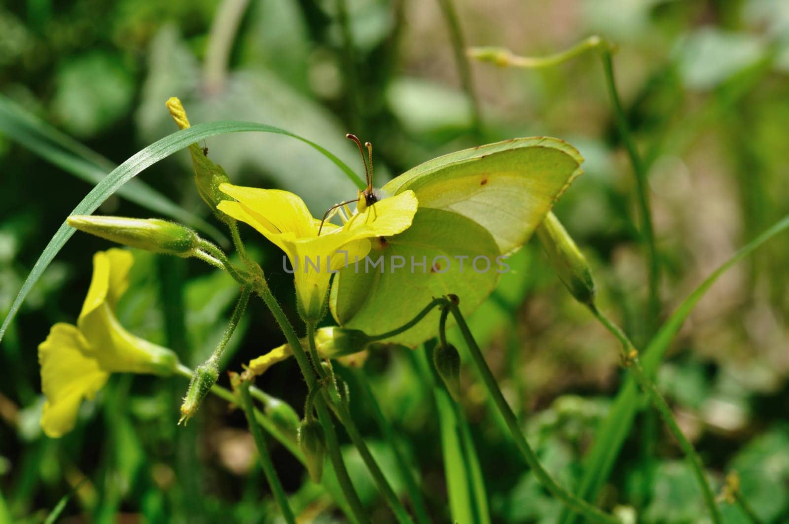 Butterfly feeding on blooming flower nectar. Spring background.