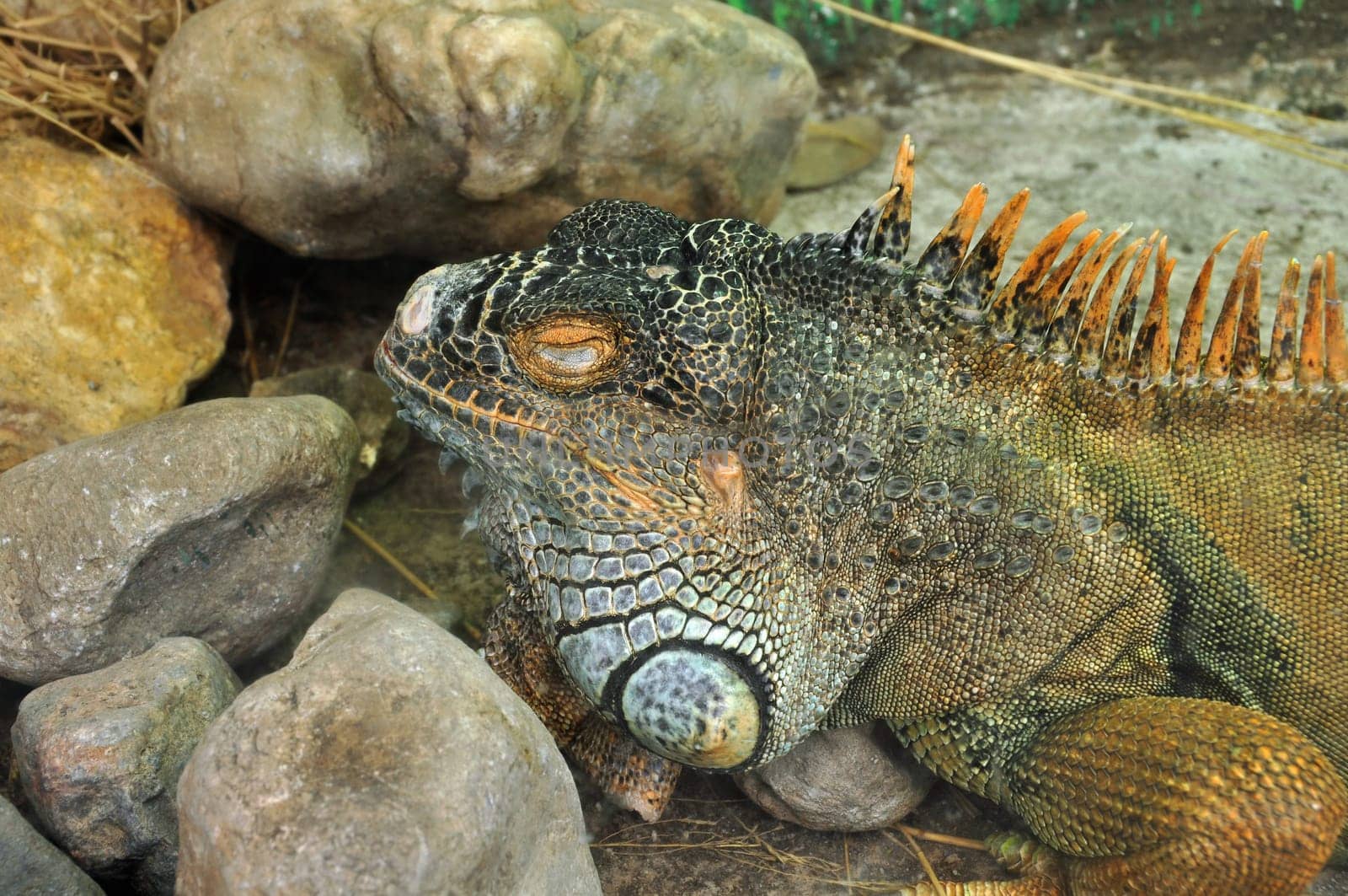 Green iguana reptile closeup. Exotic animal closeup.