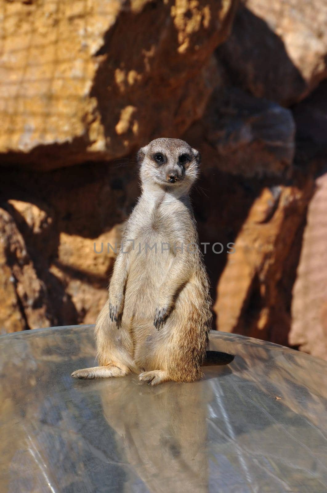 Funny meerkat animal standing on hind legs.