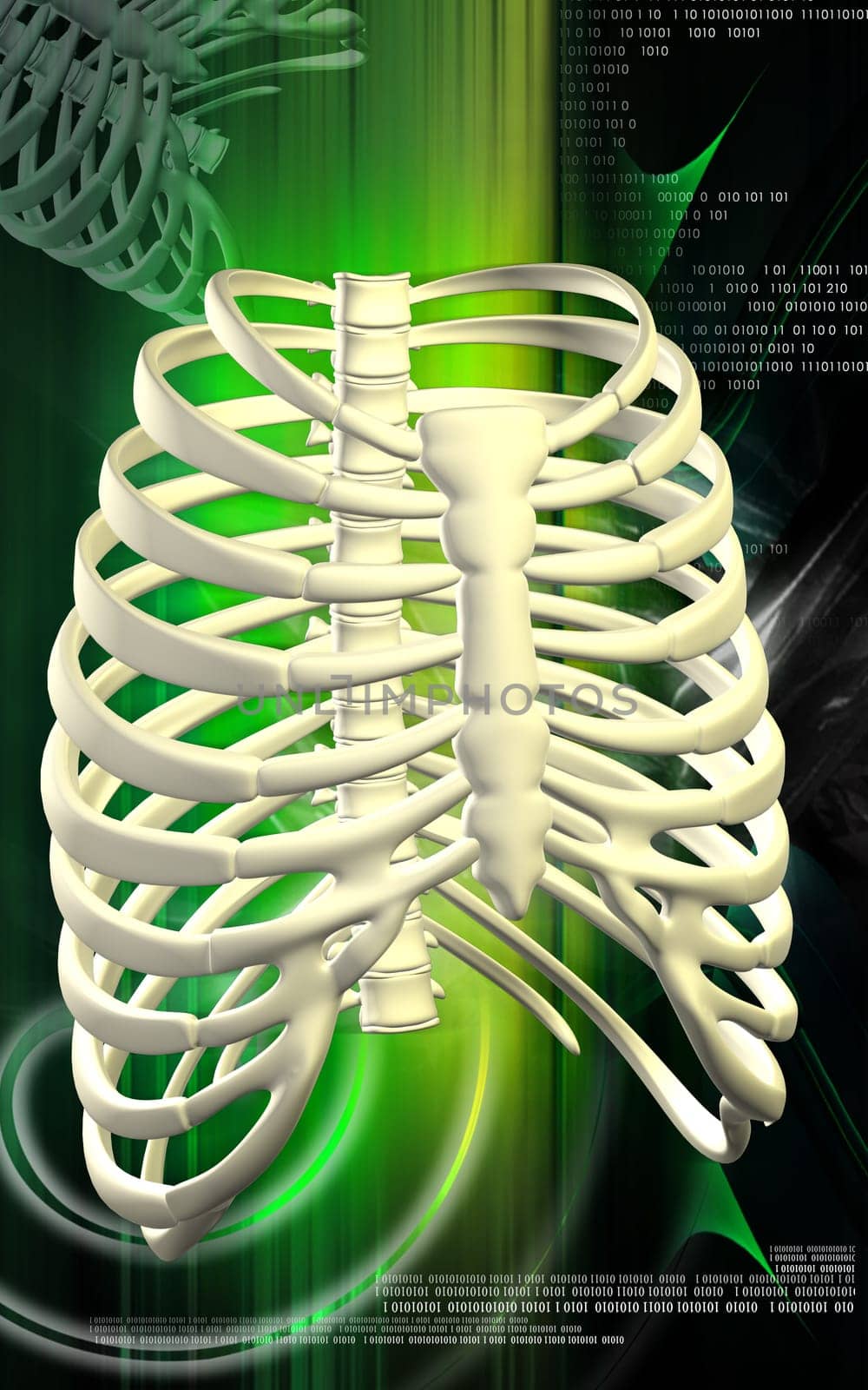 Digital illustration of rib cage in colour background