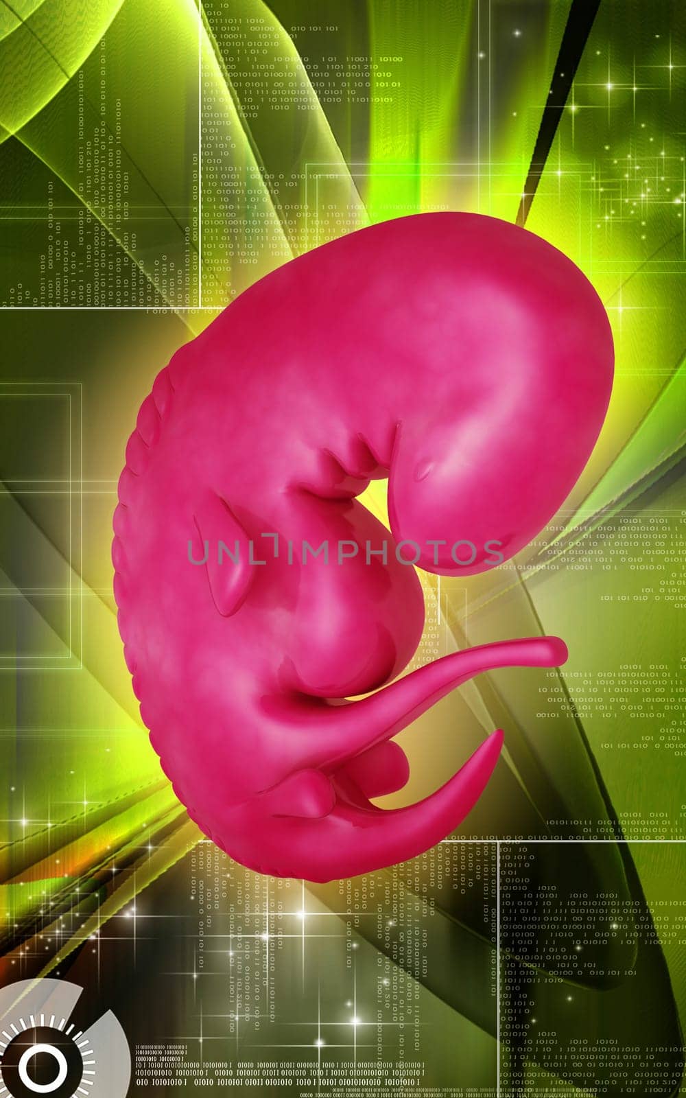 Digital illustration of Embryo in colour background