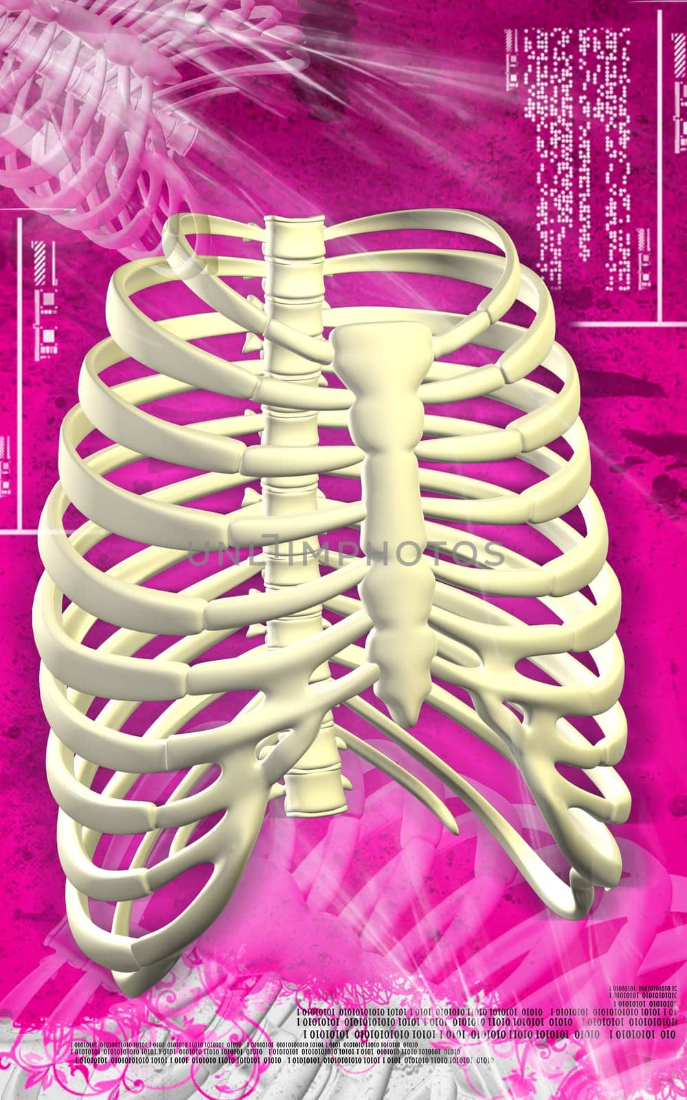 Digital illustration of rib cage in colour background