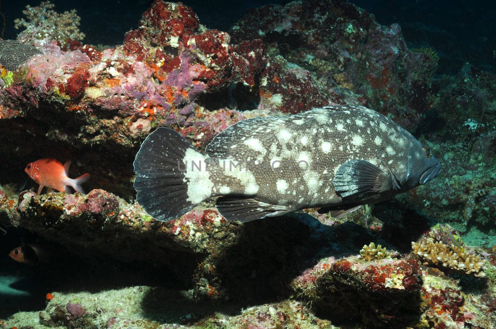 Grouper in the waters of the Maldives