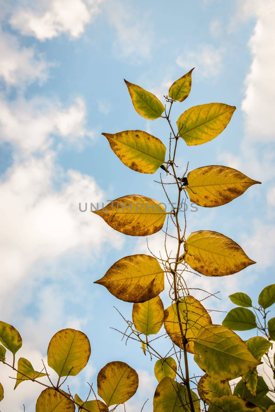 Autumn leafs on a tree at autumn time