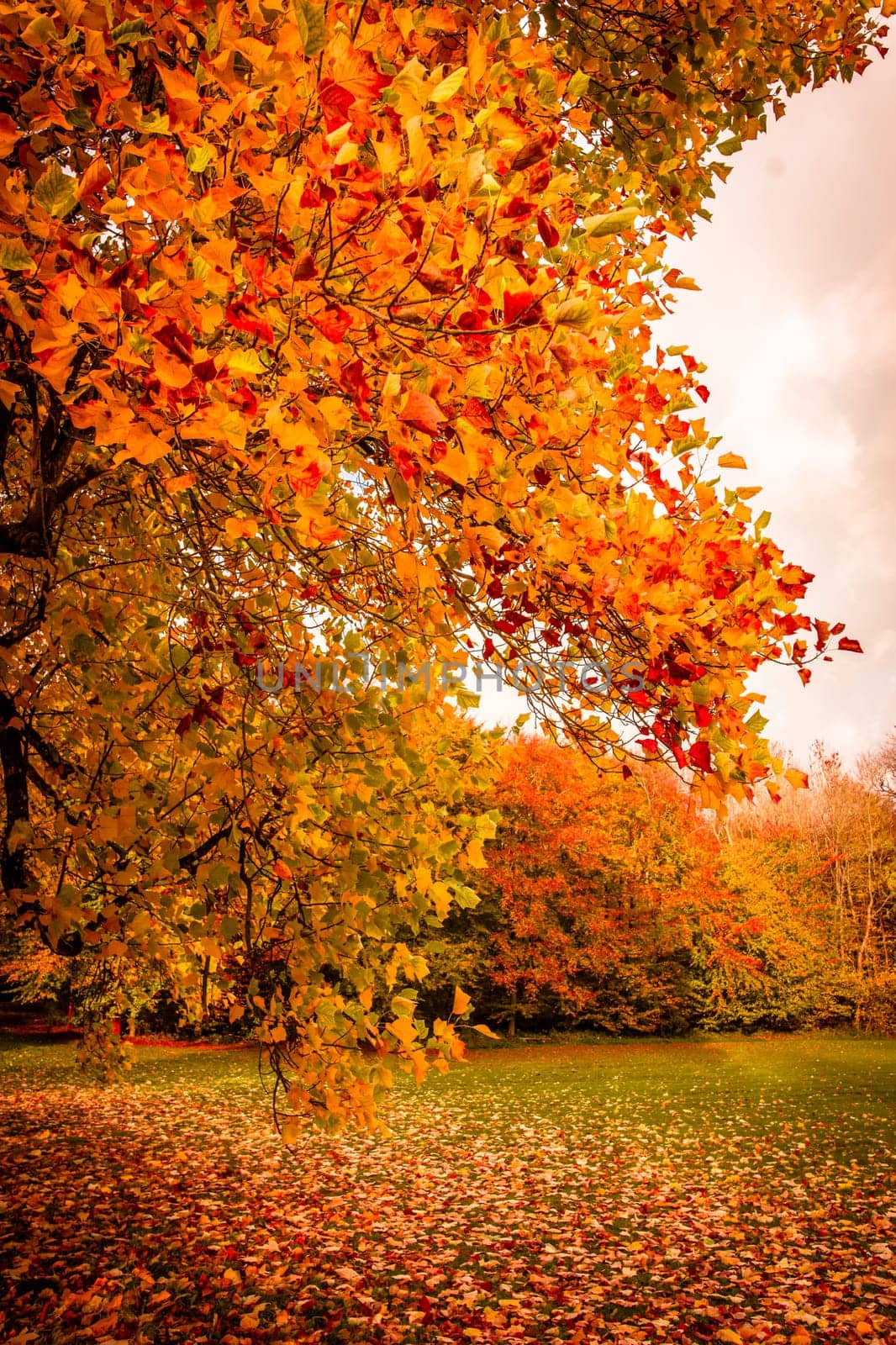 Beautiful autumn landscape in warm colors