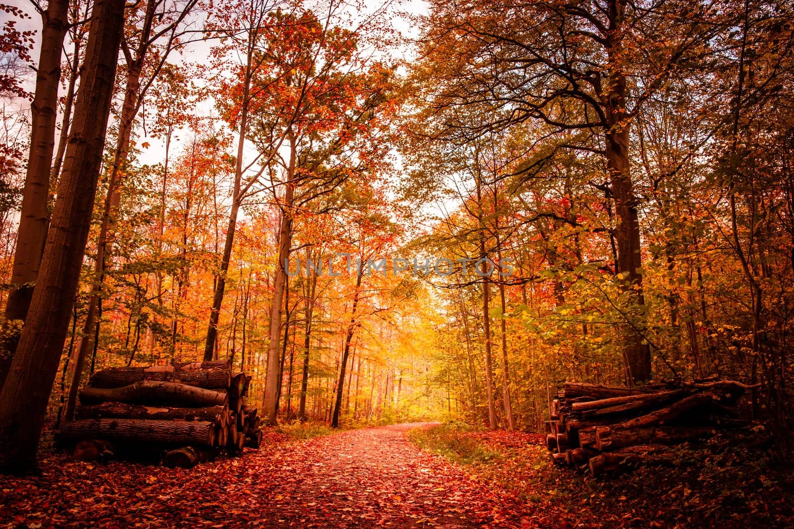 Beautiful autumn landscape in warm colors