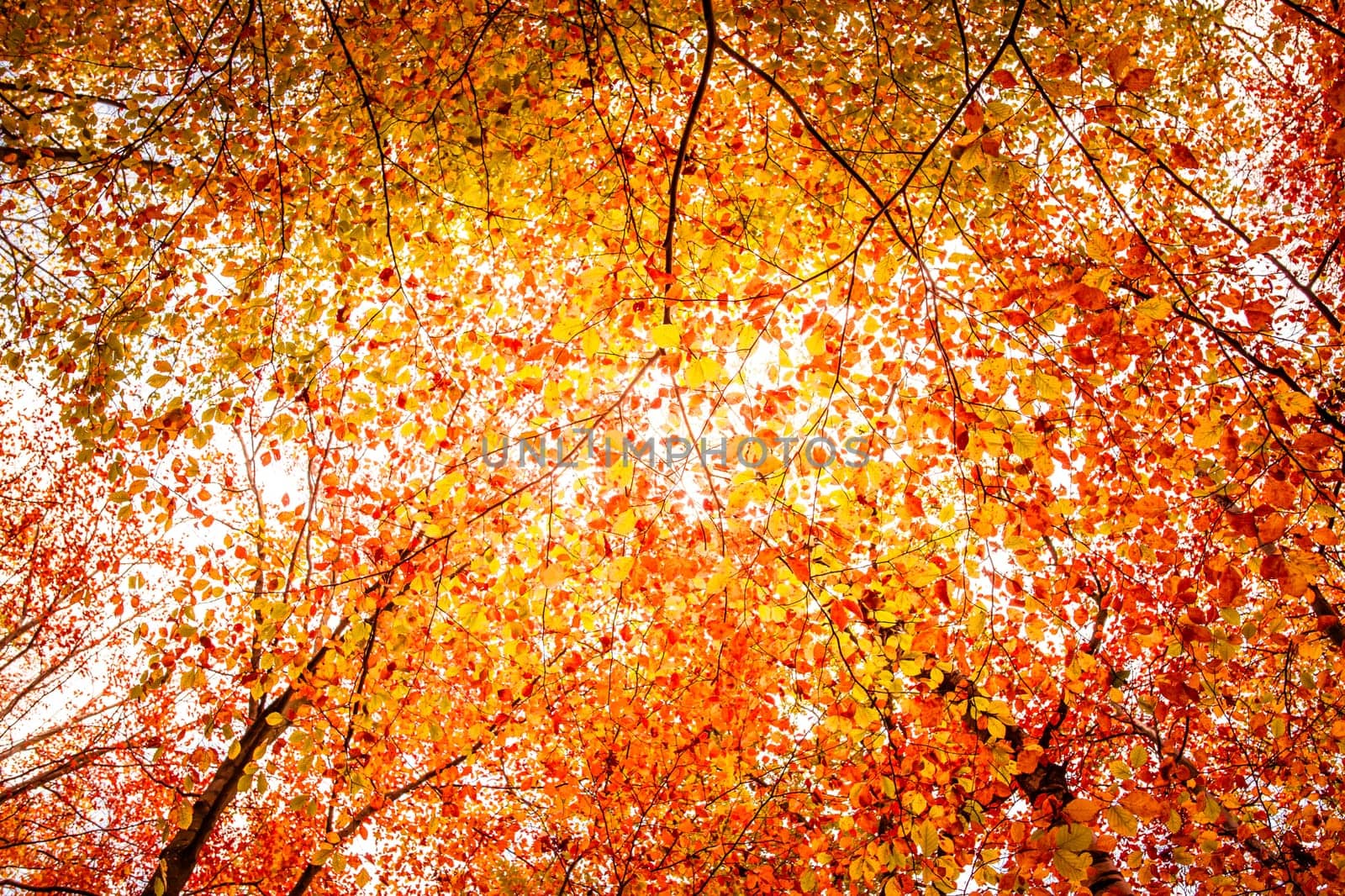 Autumn leafs on a tree at autumn time