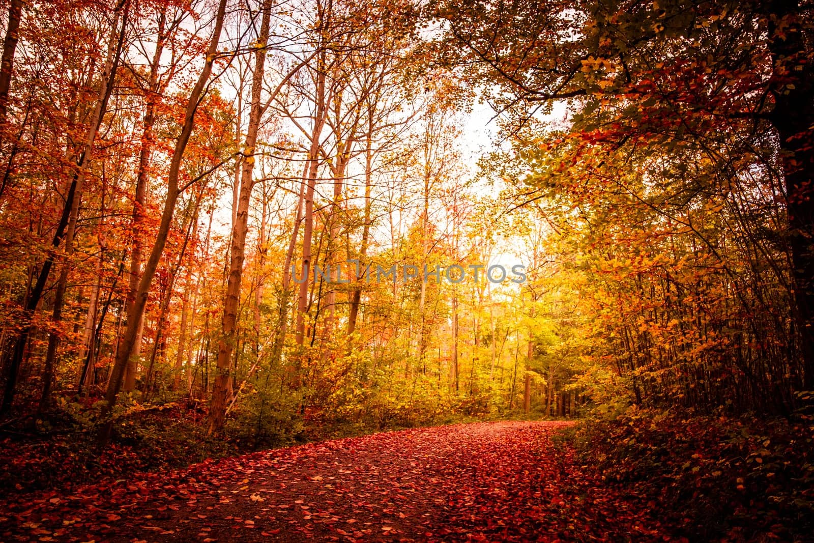 Beautiful autumn landscape in warm colors