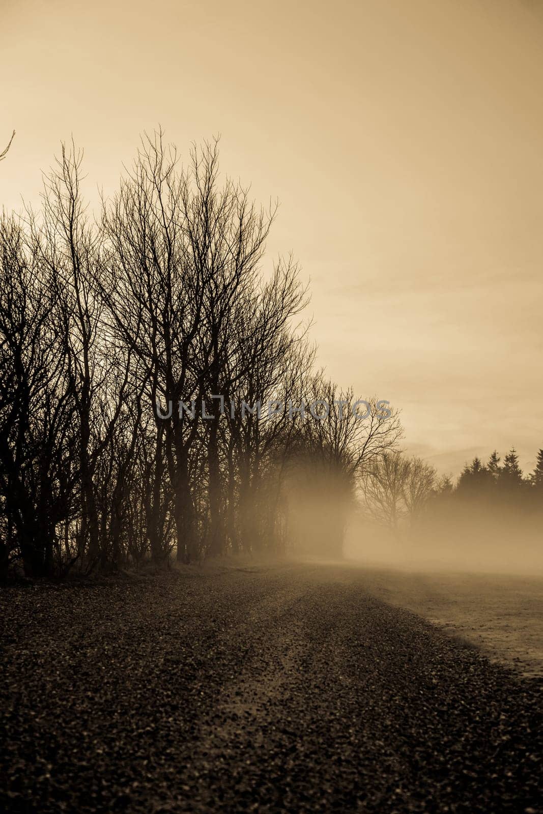 Magical morning mist foliage on a beautiful countryside scenery landscape