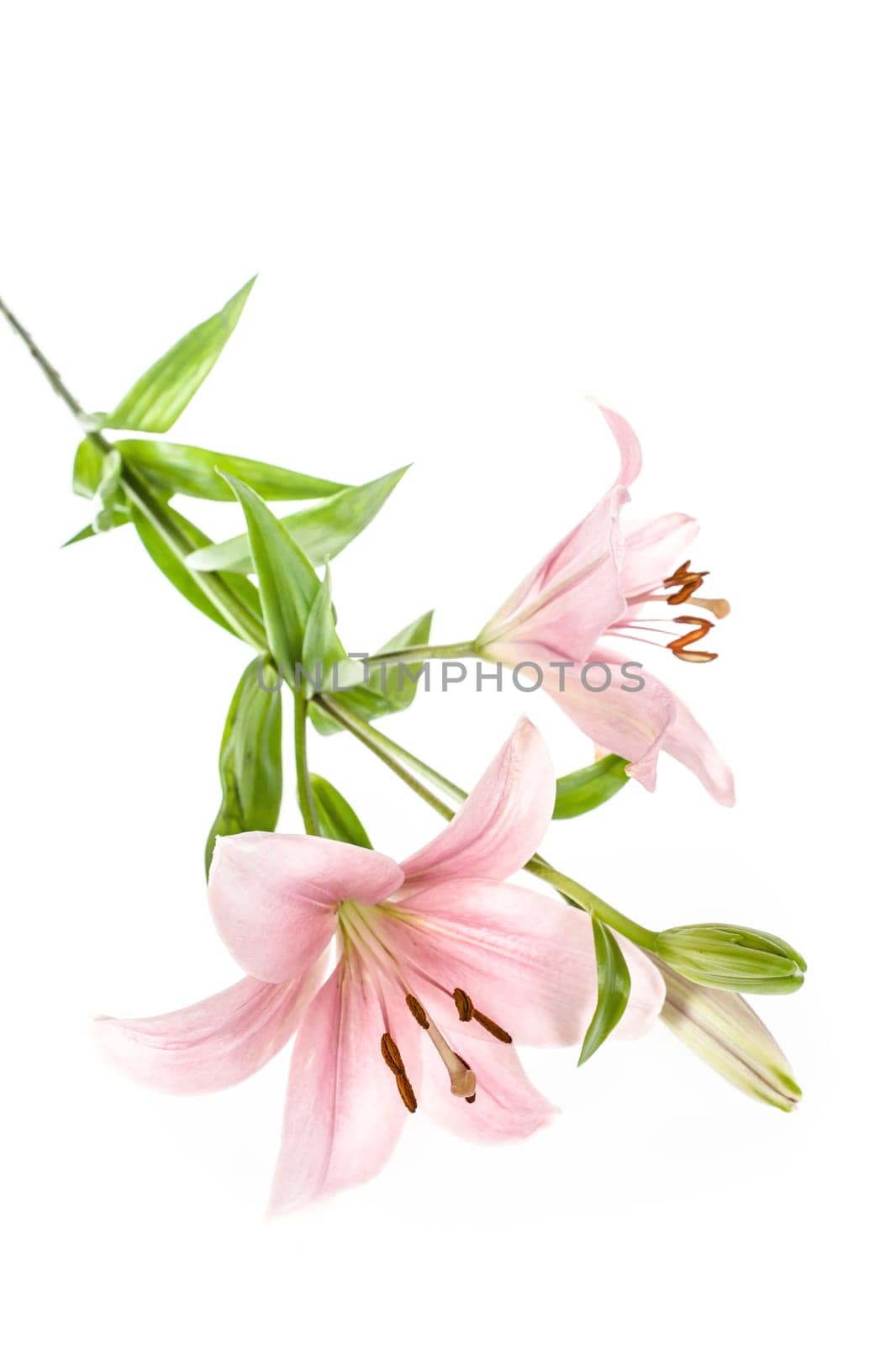 Beautiful fresh lily flower isolated on white