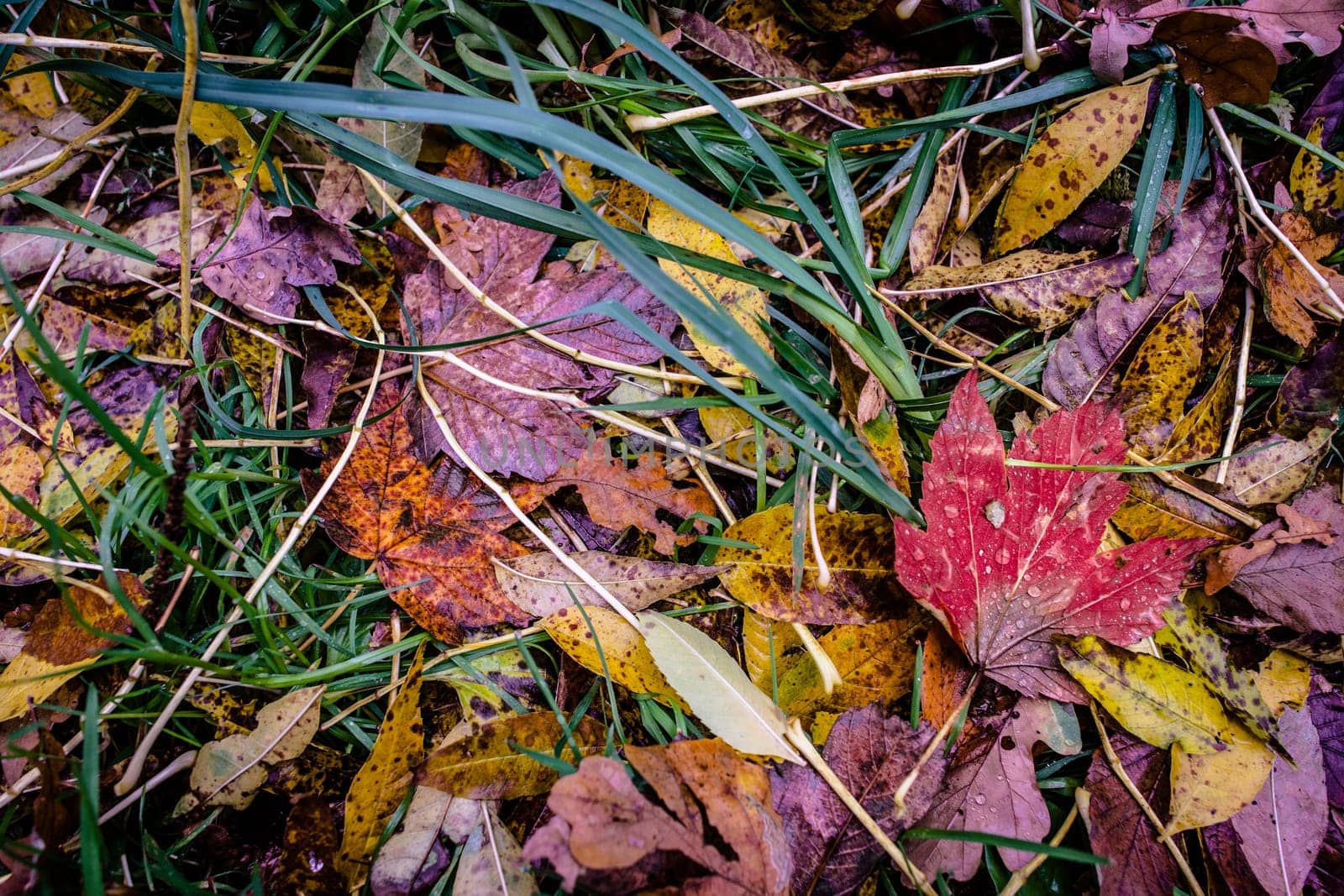 Fallen leaf in grass at autumn time